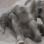 I København Zoo kan du bl.a. se på elefanter