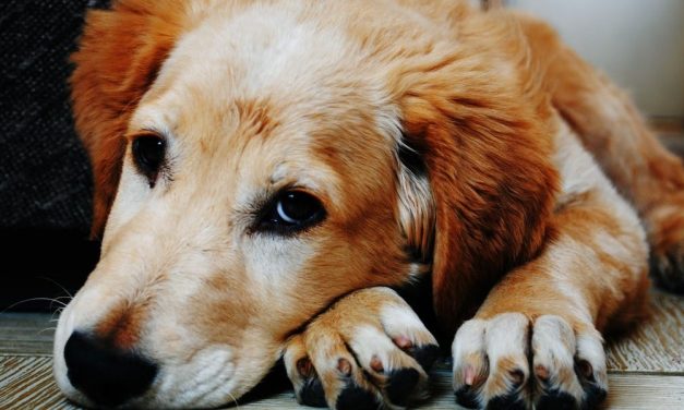 3 grunde til, at en hund øger din produktivitet